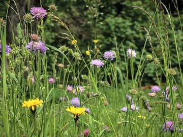 Wildflowers around the site