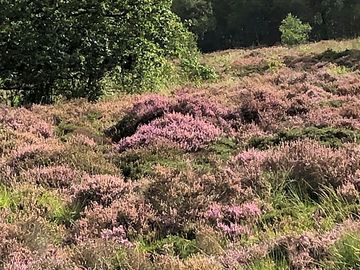 It fryske gea nature reserve within walking distance
