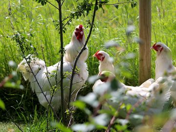 Hens on site, with eggs available to buy