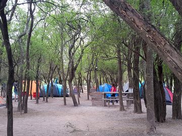 Pitches under the trees for shade