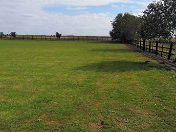 Fruit trees at the edge of the site