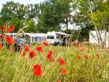 Flowers and spacious pitches
