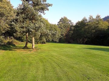 Trees around the site