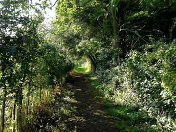 Woodland walk