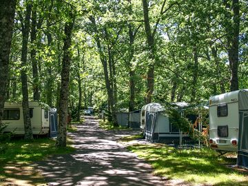 Pitches among the trees