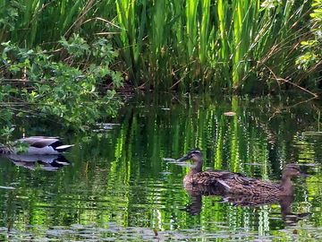 Our residents daisy, donald and quackers on our lake
