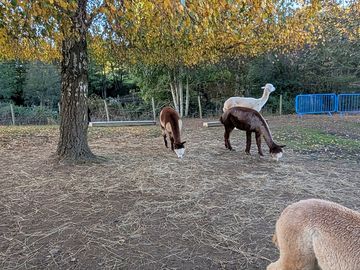 Alpacas