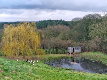 Duck house and pond