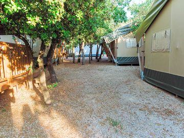 Tents shaded by trees