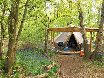 Bluebells and bell tents