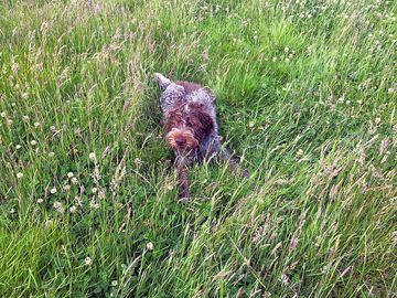 The resident german wirehaired pointer