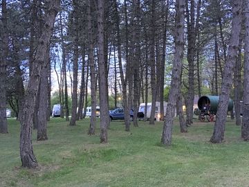 Pitch among the trees