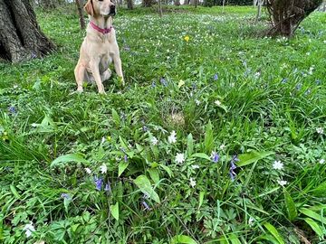 Dog-friendly site