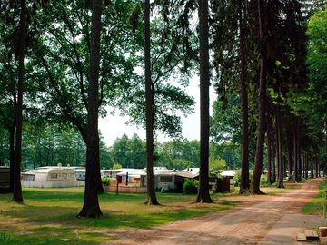 Grass pitches with trees all around