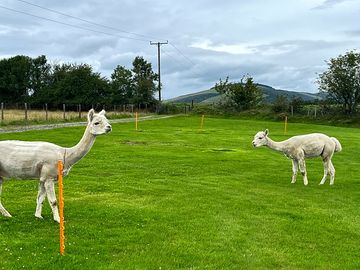 Alpaca