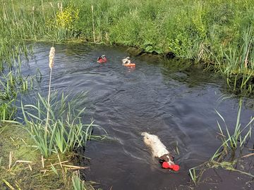 Dogs welcome