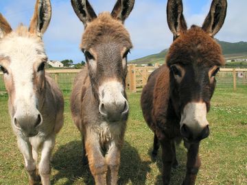 Frankie, flint and fernando