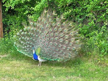 Local wildlife