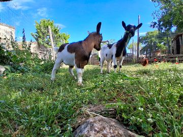 Attività con animali