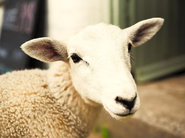 Dylan - the customer service lamb