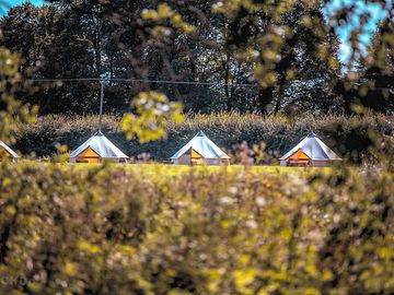 Bell tents sheltered by trees