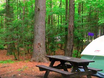 Tent among the trees