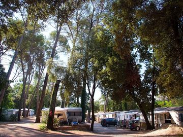 Beautiful pine grove with pitches and holiday homes