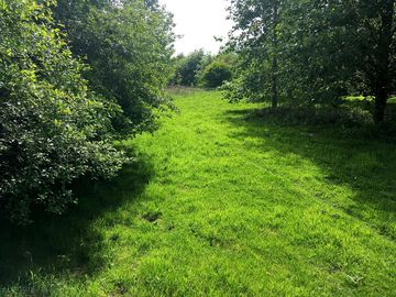 Peaceful woodland pitches