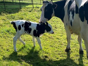 Dairy farm