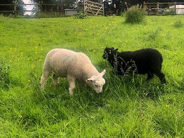 Lambs on site