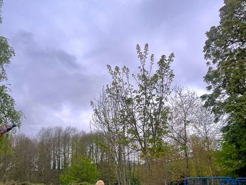 Ducks and alpacas