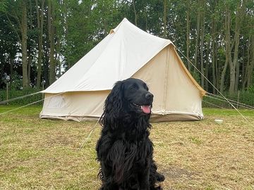 Electric optional grass tent or campervan pitch