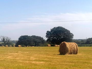 The site's field