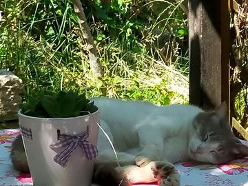Camilla the cat snoozing in the sun