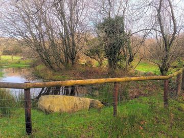 Small wildlife pond