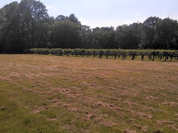 Grass pitch - the russets