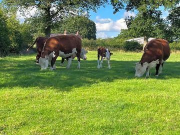 Hereford cattle in the adjacent field