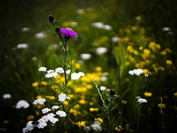 Wildflowers