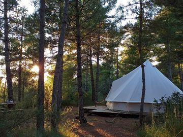 Immersed in the forest