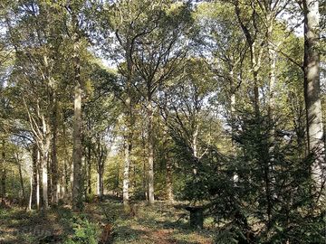 The woodland