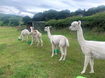 Alpaca activities