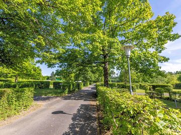 Trees near the pitches