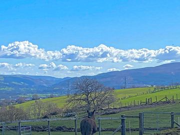 Callie our donkey waiting for visitors