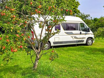 Pitches in the orchard