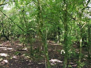 Part of the nature trail through the woods