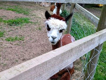 Alpaca