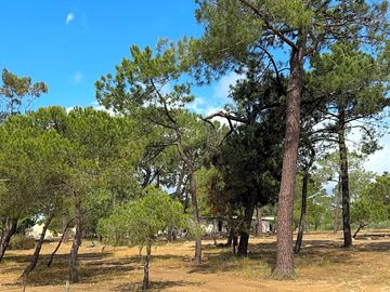 Camping under trees