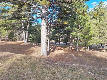 Pitches among the trees