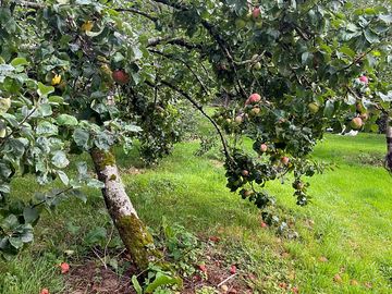 Nearby orchard