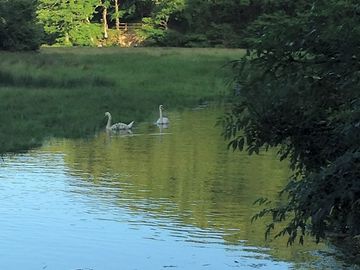 Swans on the adjacent river
